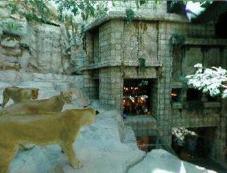 The Lion Habitat at the MGM Grand Hotel