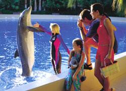 Dolphin Habitat at the Mirage Hotel 