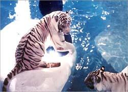 White Tiger Habitat at the Mirage Hotel 